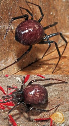 Steatoda grossa